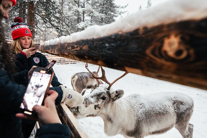 1 Day Pass Lapland Winter Park in Rovaniemi - Reindeer and the small details that make the visit memorable