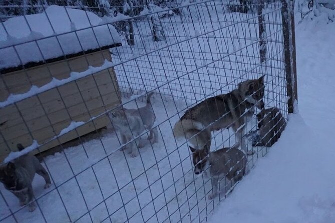 10 km Authentic Husky Safari in the Taiga Forest – Family Kennel - Leaving Rovaniemi for the family kennel