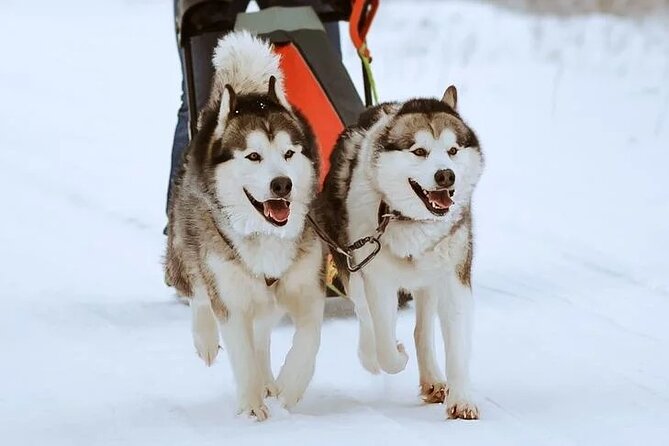 10 km Authentic Husky Safari in the Taiga Forest – Family Kennel - Who will enjoy this safari most
