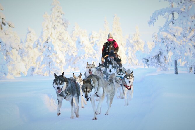 10 km Authentic Husky Safari in the Taiga Forest – Family Kennel - Meeting the huskies before the 10 km run