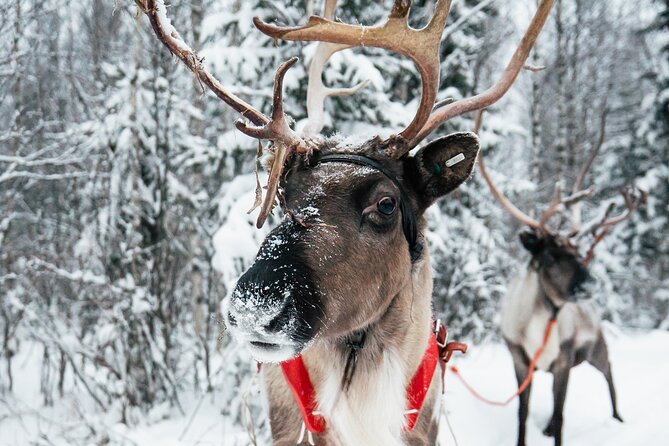 2km Sleigh Ride & Feeding Experience at Traditional Reindeer Farm - Why this Rovaniemi reindeer experience feels different