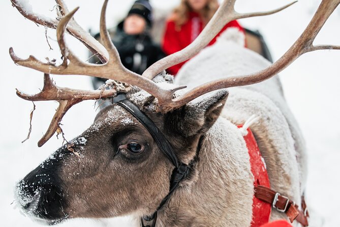 2km Sleigh Ride & Feeding Experience at Traditional Reindeer Farm - Hot drinks, snacks, and a warm finish