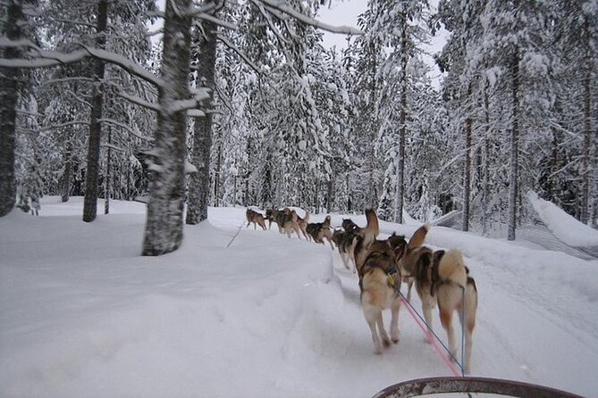 5KM Husky Sled Ride from Levi - Driving a husky sled through Levi’s winter woods