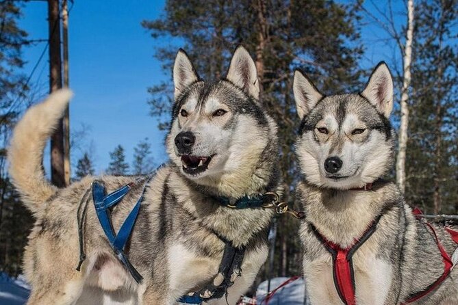 5KM Husky Sled Ride from Levi - What the 1:00 pm itinerary looks like
