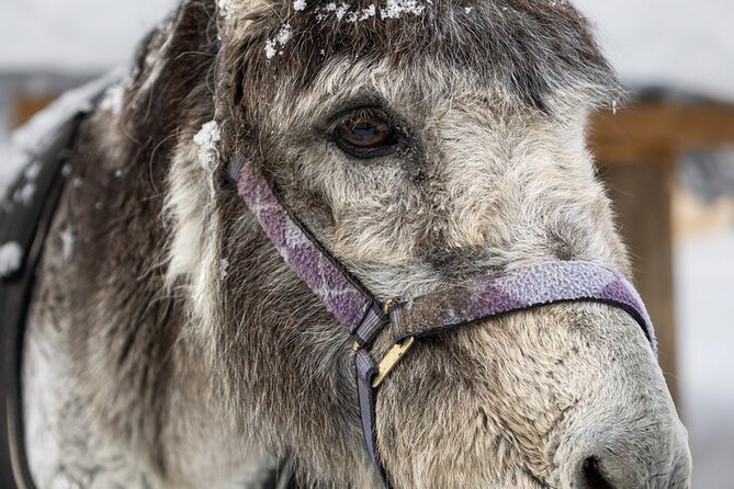 8-10km Husky Ride in the Taiga and Visit Other Farm Animals - Leaving Rovaniemi for the taiga