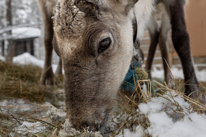 8-10km Husky Ride in the Taiga and Visit Other Farm Animals - Reindeer, Lapland horses, ponies, ducks, and sheep