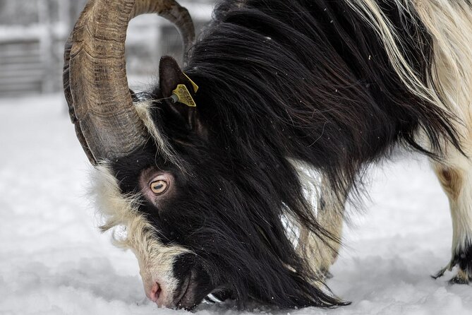 8-10km Husky Ride in the Taiga and Visit Other Farm Animals - Firelight and a simple Lapish BBQ