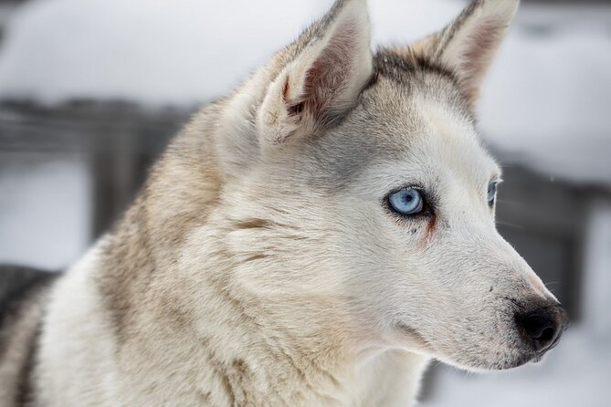 8-10km Husky Ride in the Taiga and Visit Other Farm Animals - Is $272.83 a fair price?