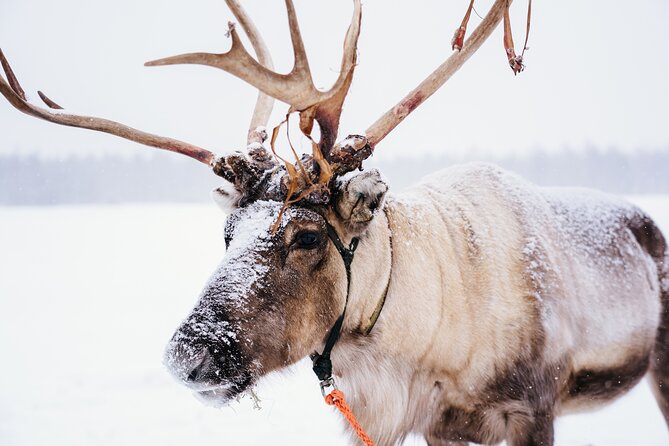 Apukka Reindeer Journey - Key points to know before booking