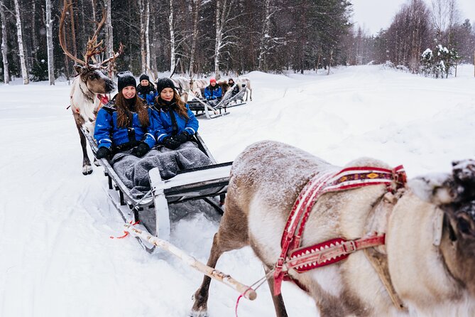 Apukka Reindeer Journey - The sleigh ride through snowy forest