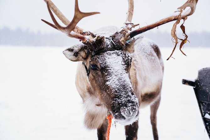 Apukka Reindeer Journey - Clothing, comfort, and winter preparation