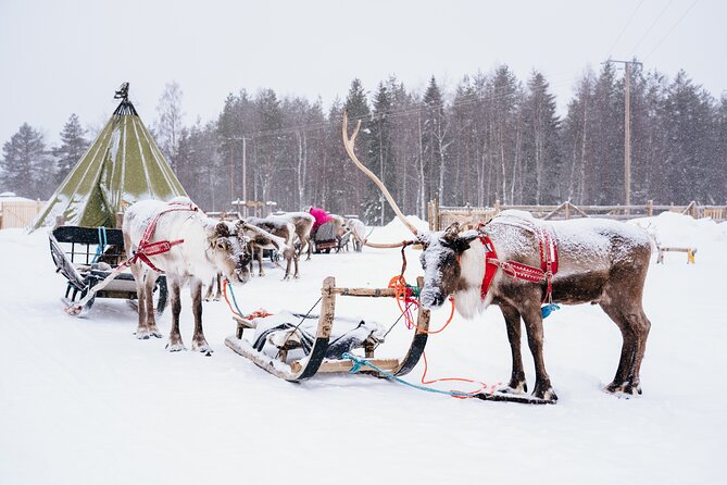 Apukka Reindeer Journey - Is $215.54 a fair price?