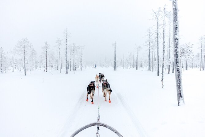 Arctic Animals Adventure with Lunch Buffet - The drive to Ranua, about one hour each way