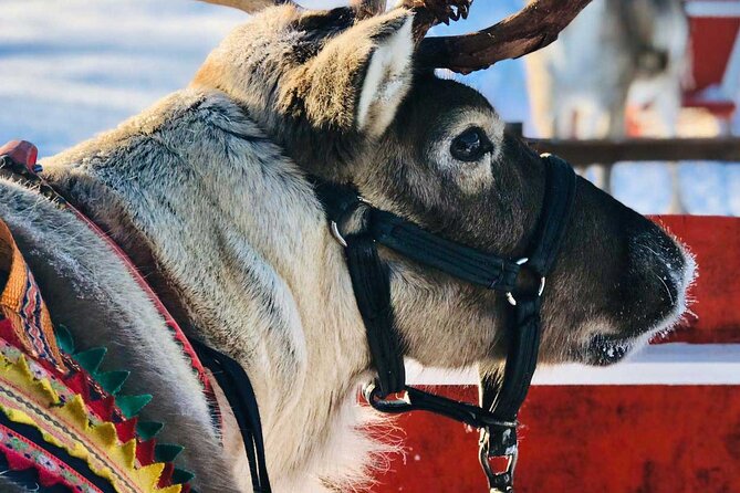 Arctic Animals Adventure with Lunch Buffet - Walking through Ranua Wildlife Park