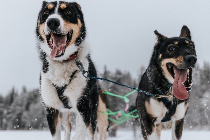 Arctic Animals Adventure with Lunch Buffet - Guides are a major part of the value