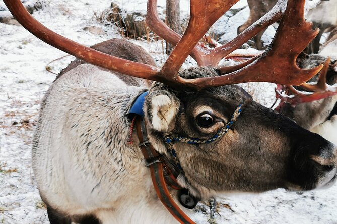 Arctic Animals Adventure with Lunch Buffet - Who will get the most from this tour
