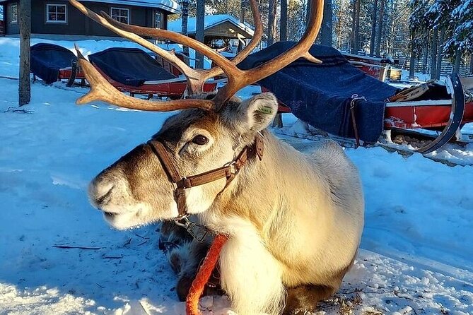 Arctic Animals Adventure with Lunch Buffet - What the short rides are really worth