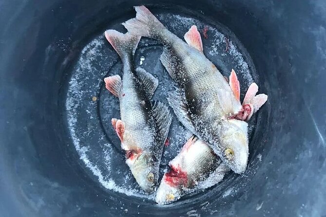 Arctic Circle Family Day - Salmon barbecue beside a Lapland bonfire