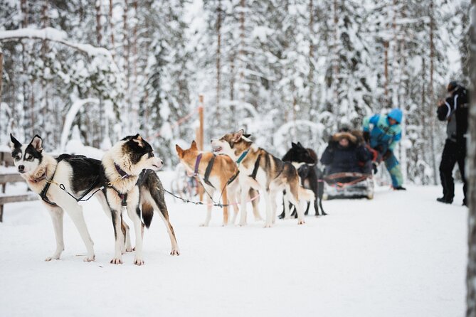 Arctic Circle Highlights Family Day - Why this six-hour Arctic Circle day works for families
