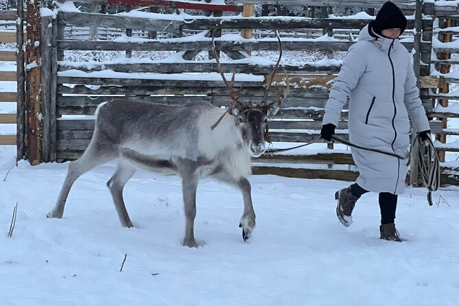 Arctic Reindeer Farm Experience with Snowshoeing in the Wild - A cabin that feels lived in