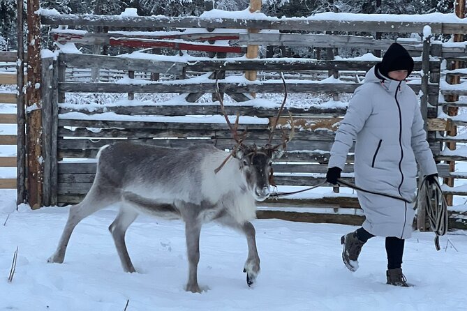 Authentic Reindeer Experience and Ice Fish with Lunch in the Wild - The 40-minute return to Levi