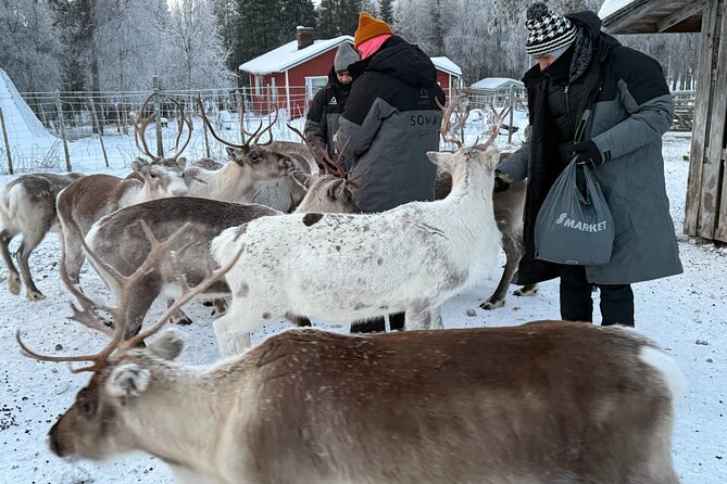 Authentic Reindeer Experience and Ice Fish with Lunch in the Wild - Who will enjoy this Lapland outing