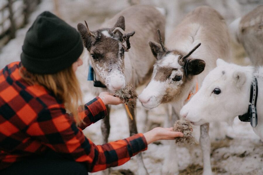 Authentic Reindeer Experience, Ice Fish & Lunch in the Wild - What $249 includes, and what it means for value