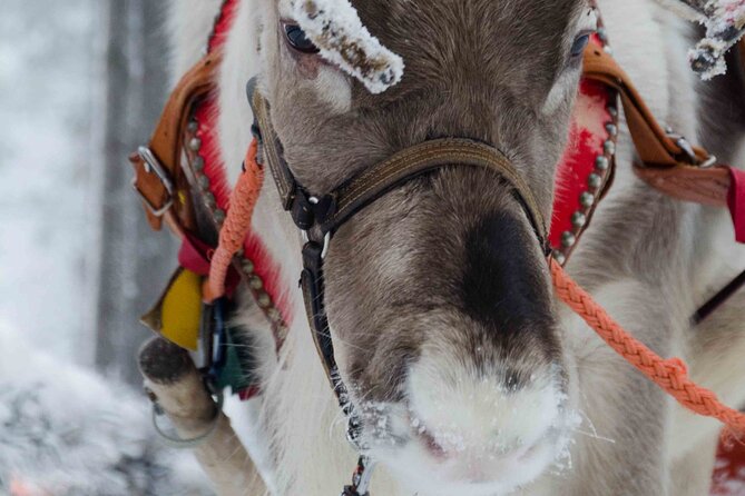 Authentic Reindeer Farm Experience in Rovaniemi - Key points before you book
