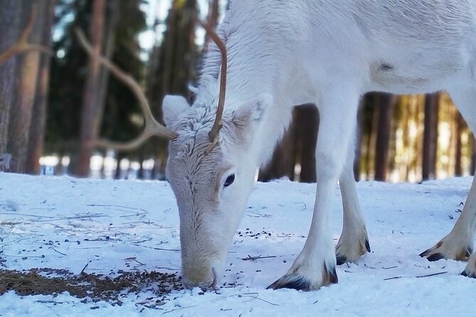 Authentic Reindeer Farm Experience in Rovaniemi - A quiet start at 9 a.m. in Rovaniemi