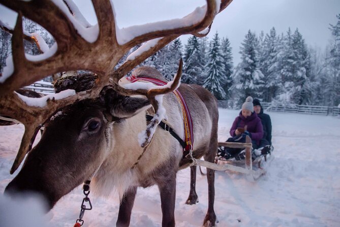 Authentic Reindeer Farm Experience in Rovaniemi - Driving the 400-meter reindeer sleigh