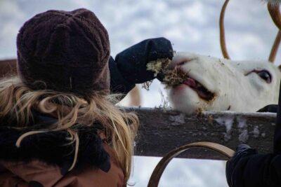 Authentic Reindeer Farm Experience in Rovaniemi