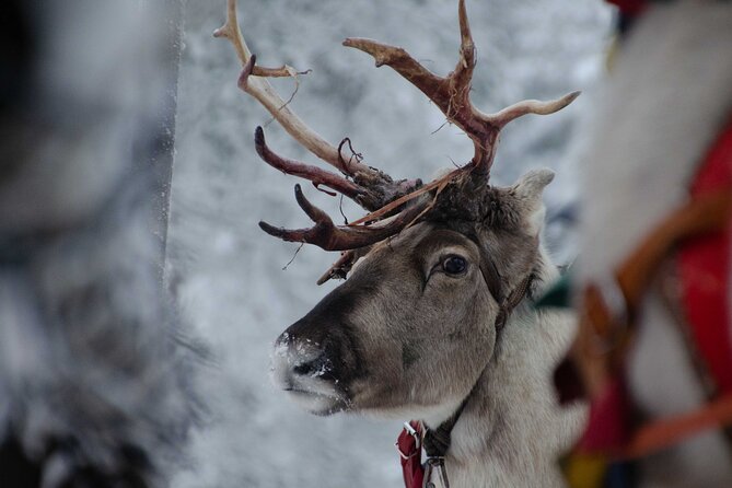 Authentic Reindeer Farm Experience in Rovaniemi - Tea, biscuits, and a traditional hut