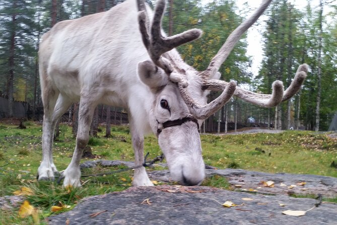 Authentic Reindeer Farm Experience in Rovaniemi - What the $120.15 price really covers