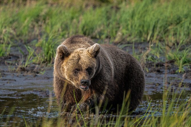 Bear and Arctic Animals 2 Day Trip from Rovaniemi - Why the bear hut is the heart of the trip
