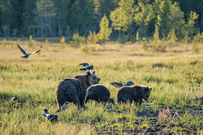 Bear and Arctic Animals 2 Day Trip from Rovaniemi - Reindeer farm: a useful first look at Lapland