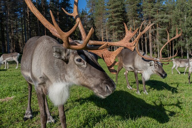 Bear and Arctic Animals 2 Day Trip from Rovaniemi - The guide makes the long drives useful