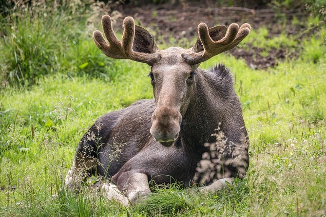 Bear and Arctic Animals 2 Day Trip from Rovaniemi - What the $939.94 price covers