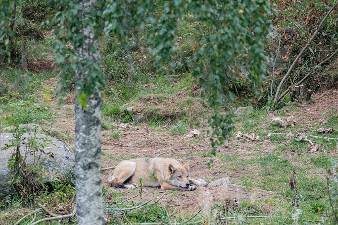 Bear and Arctic Animals 2 Day Trip from Rovaniemi - Who will enjoy this two-day animal trip