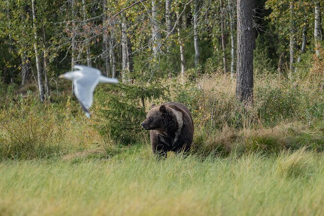 Bear and Arctic Animals 2 Day Trip from Rovaniemi - Weather, booking, and the no-refund rule