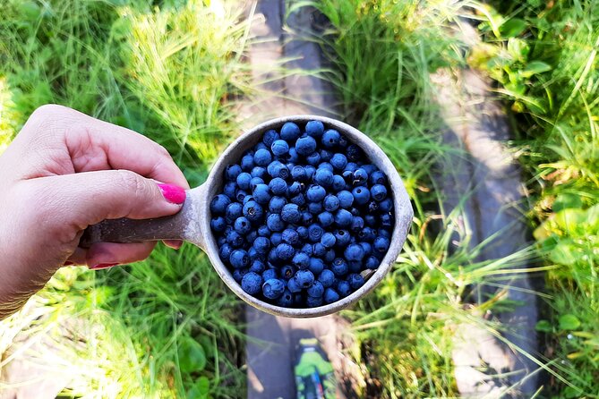 Berry Picking in a National Park - Walking through Liesjärvi National Park