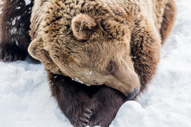 Bus to Ranua Zoo from Rovaniemi - Pickup areas and extra charges