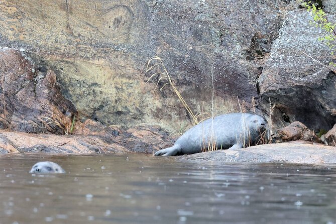 Cruise in Puumala by Lake Saimaa - Searching for the Saimaa Ringed Seal