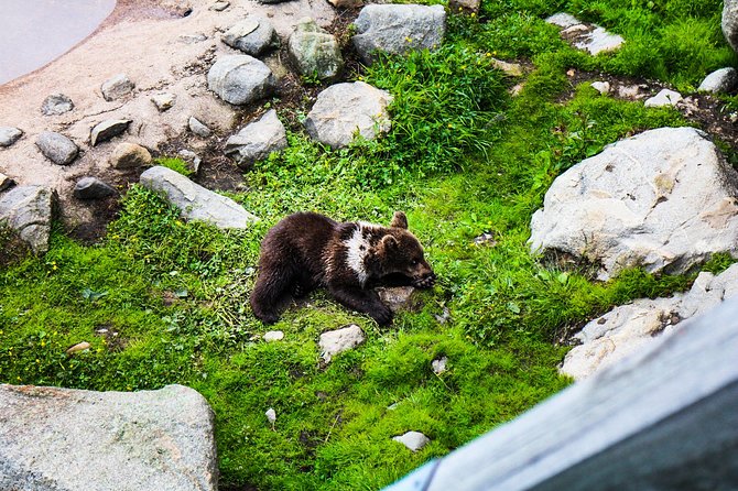 Day Trip to Ranua Arctic Wildlife Park from Rovaniemi - The drive through Lapland countryside