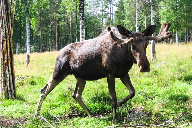 Day Trip to Ranua Arctic Wildlife Park from Rovaniemi - Brown bears, wolves, and Arctic birds