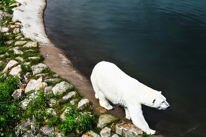 Day Trip to Ranua Arctic Wildlife Park from Rovaniemi - Barbecue lunch and included comforts