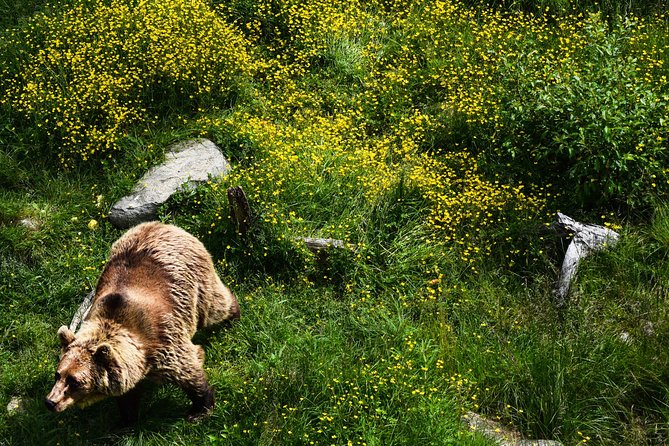 Day Trip to Ranua Arctic Wildlife Park from Rovaniemi - Booking details worth knowing