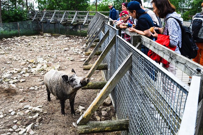 Day Trip to Ranua Arctic Wildlife Park from Rovaniemi - Exploring Ranua Wildlife Park at your own pace