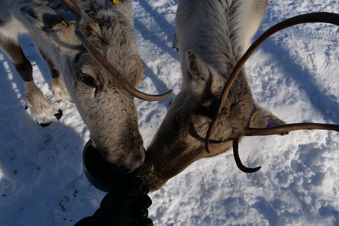 Discover Inari: Reindeer Farm, Siida Museum & Open Fire Lunch - Key points to know before booking