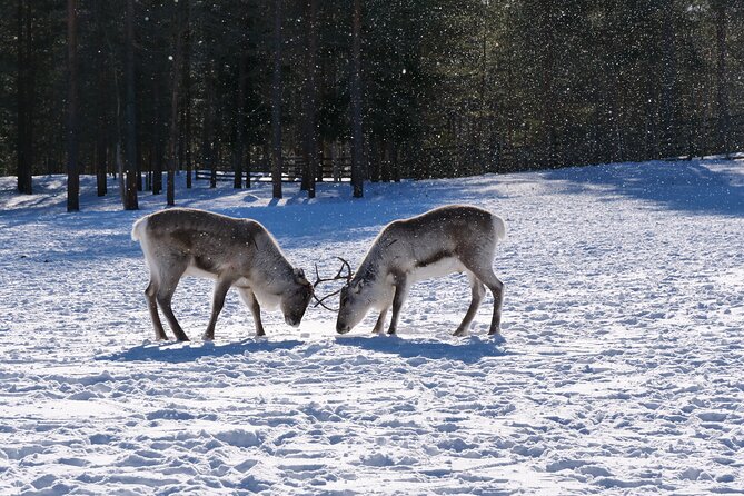 Discover Inari: Reindeer Farm, Siida Museum & Open Fire Lunch - A fireside lunch beside the river