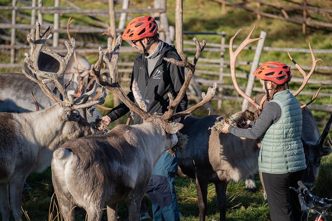 Electric Fatbike Trip to the Reindeer Farm - Meeting the reindeer at the farm